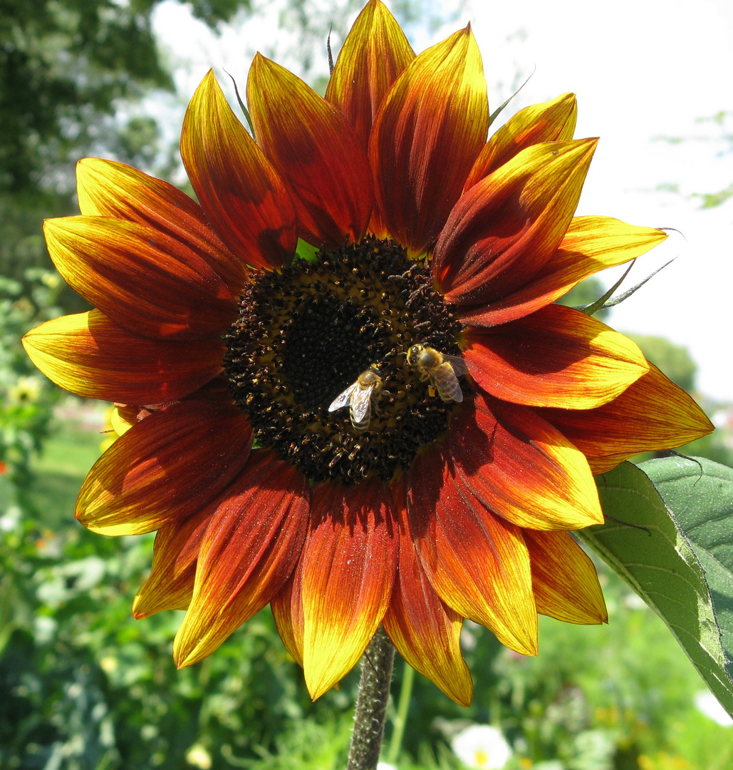 Bienen auf Sonnenblume