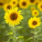 Bienen auf Sonnenblume