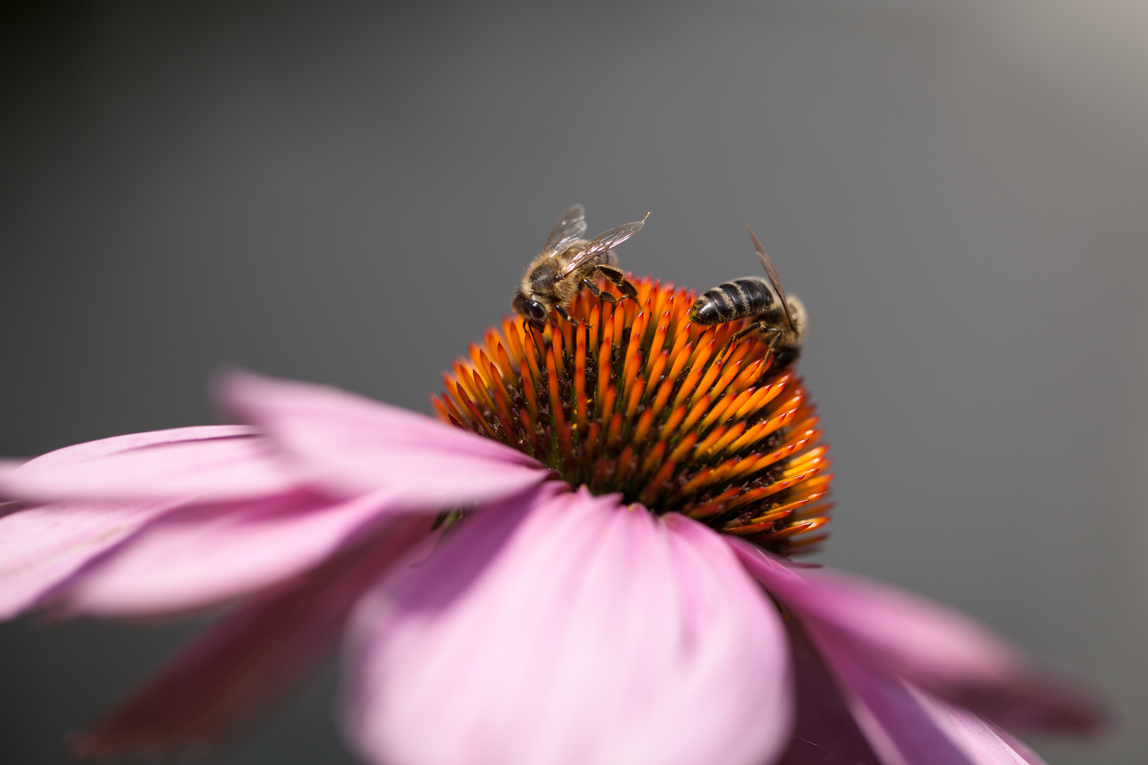 Bienen auf Sonnenhut