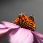 Bienen auf Sonnenhut