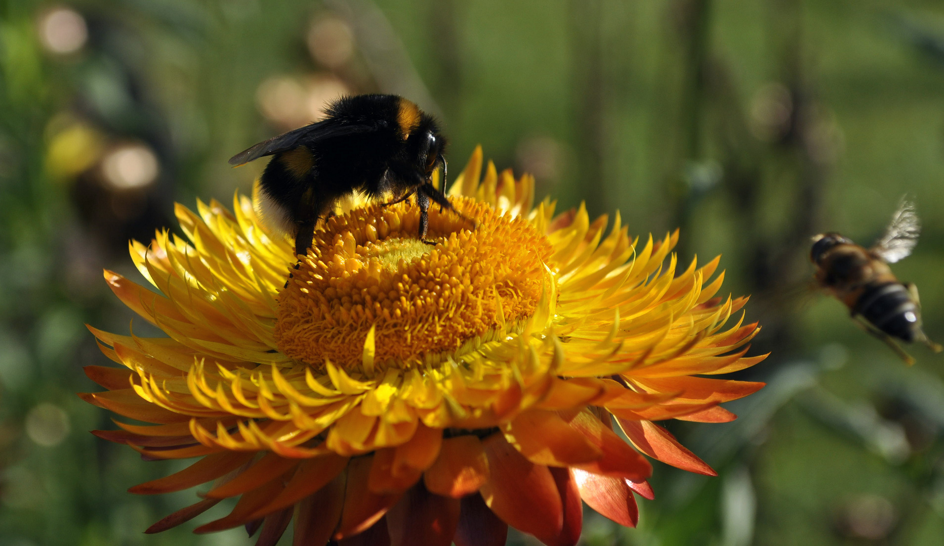 Bienen auf Strohblume