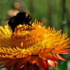 Bienen auf Strohblume