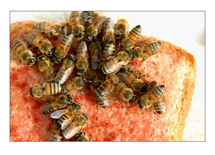 Bienen auf Toast