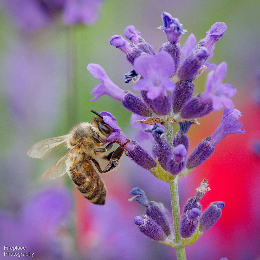 Bienen auf unserem Lavendel (2)