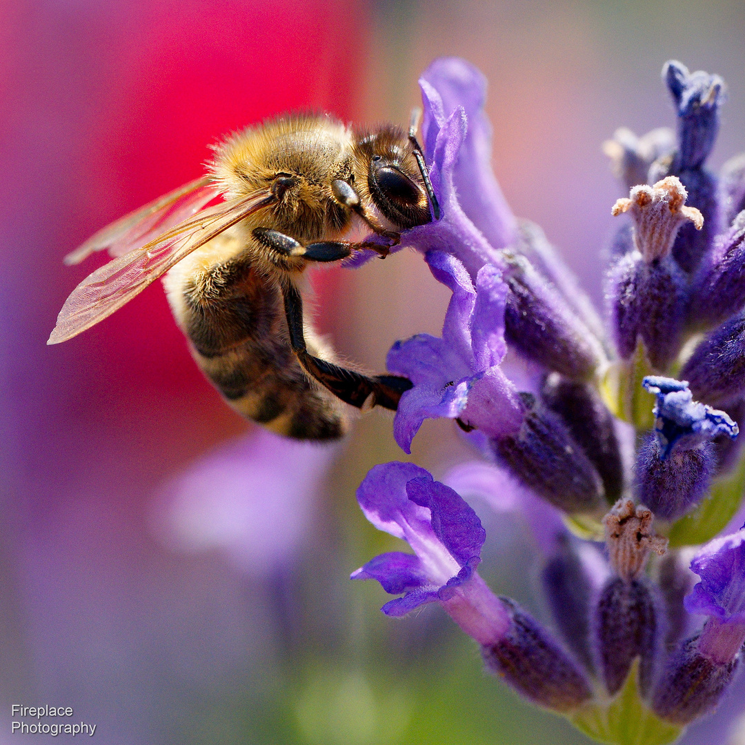 Bienen auf unserem Lavendel (3)