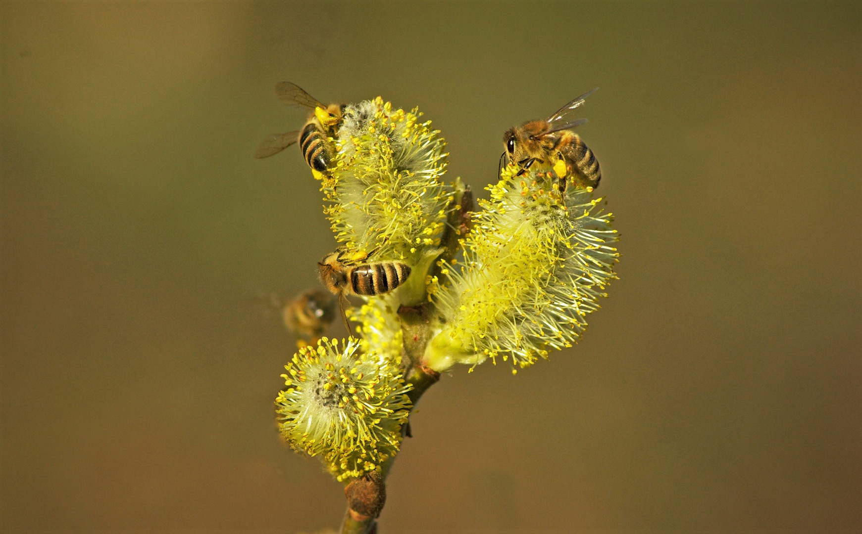 Bienen auf Weidenkätzchen im Februar....