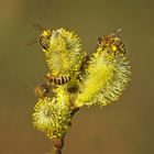 Bienen auf Weidenkätzchen im Februar....