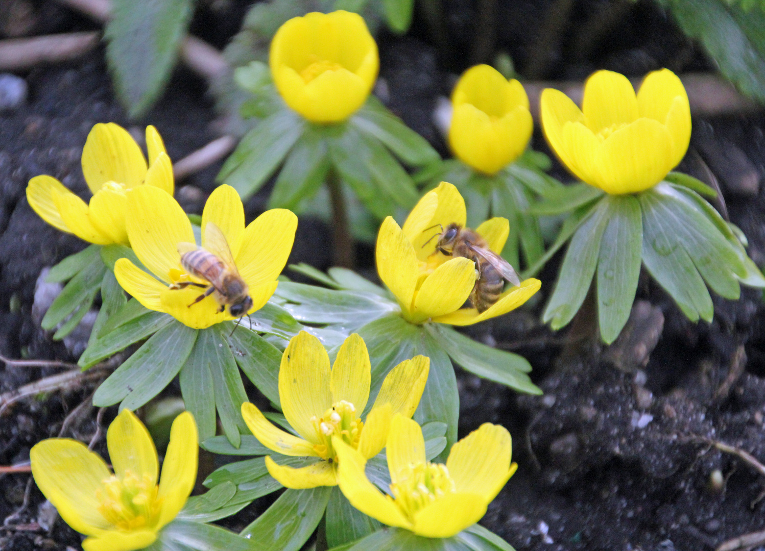 Bienen auf Winterlingen