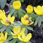 Bienen auf Winterlingen