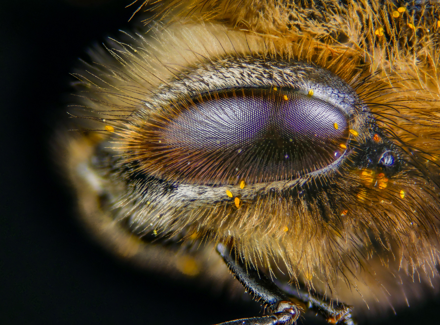 Bienen Augen behaart