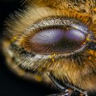 Bienen Augen behaart