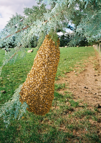 Bienen-Ausflug
