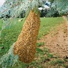 Bienen-Ausflug