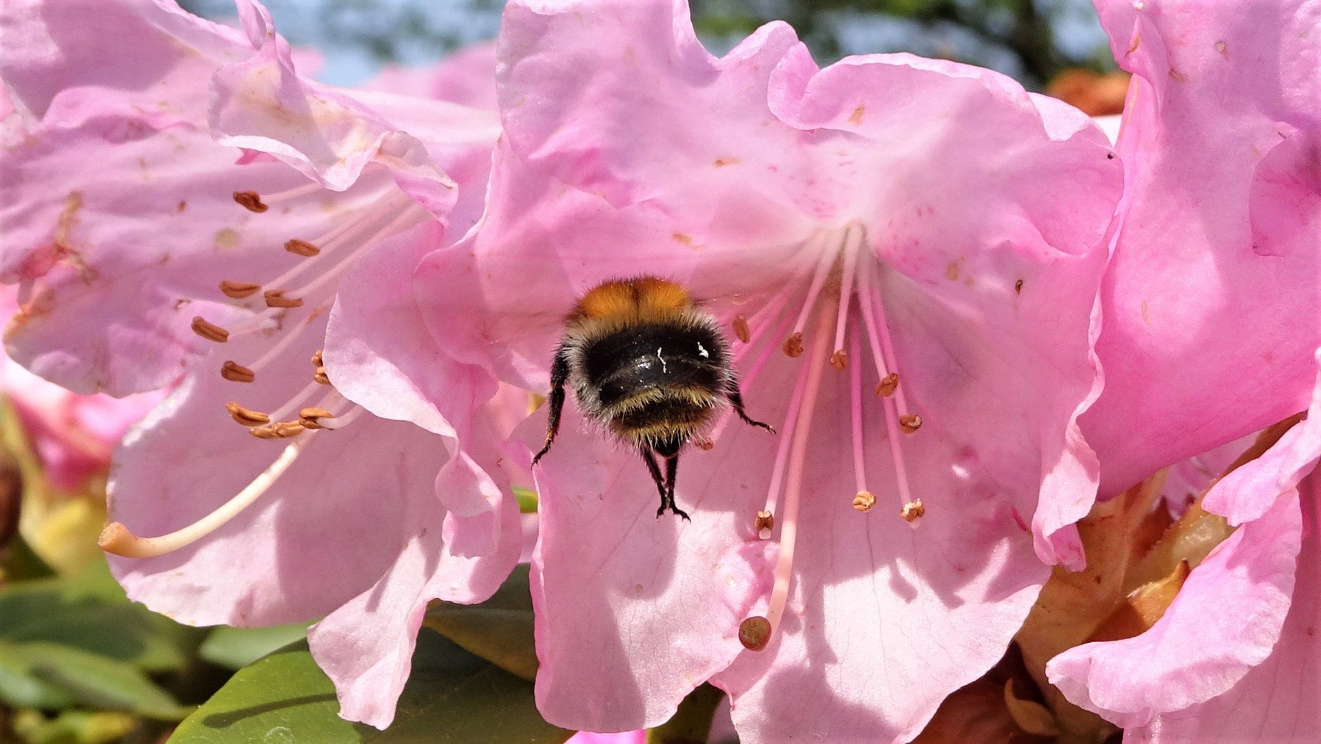 Bienen Ballett