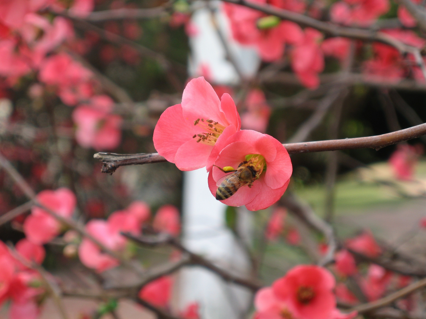 Bienen Bar