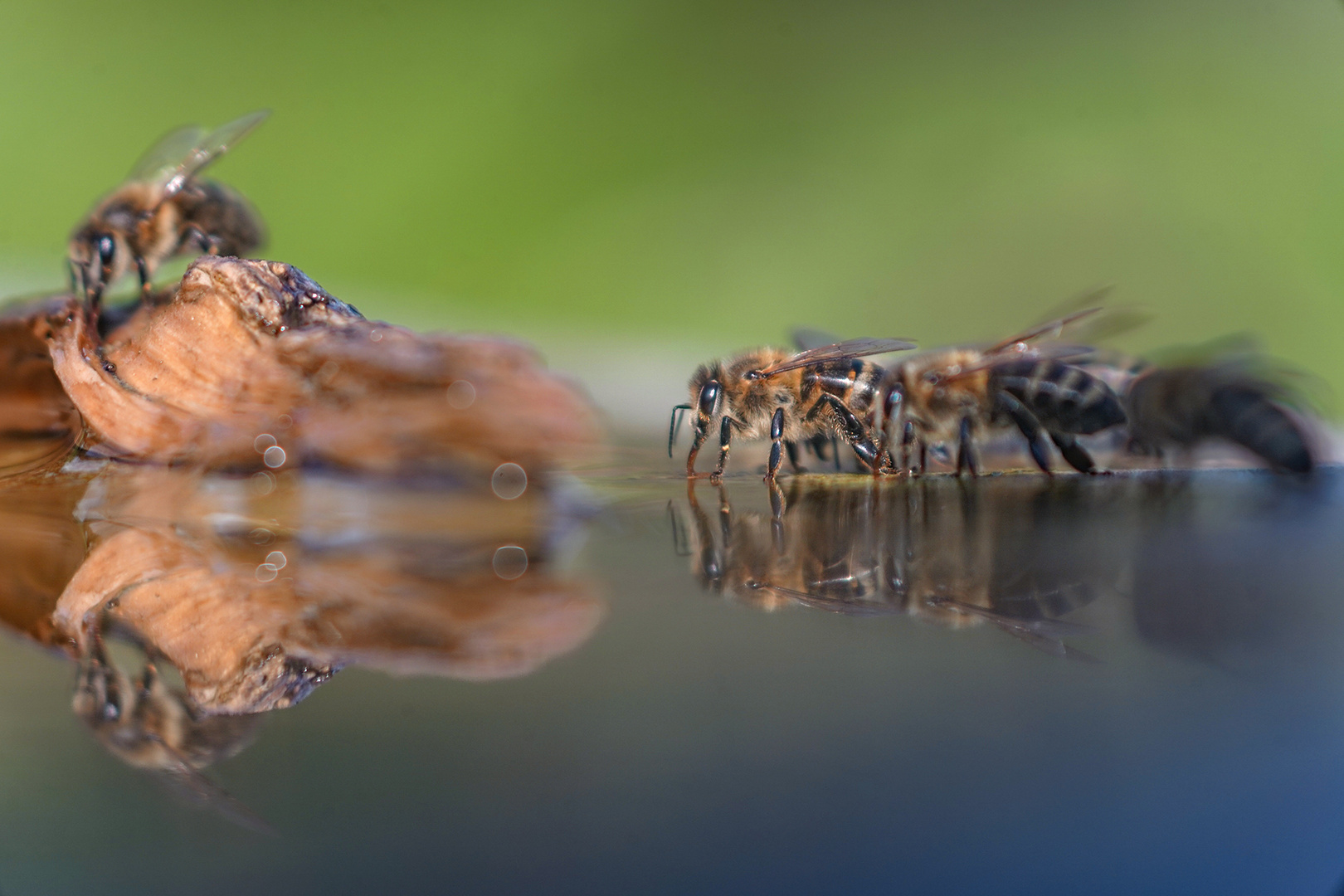 Bienen-Bar