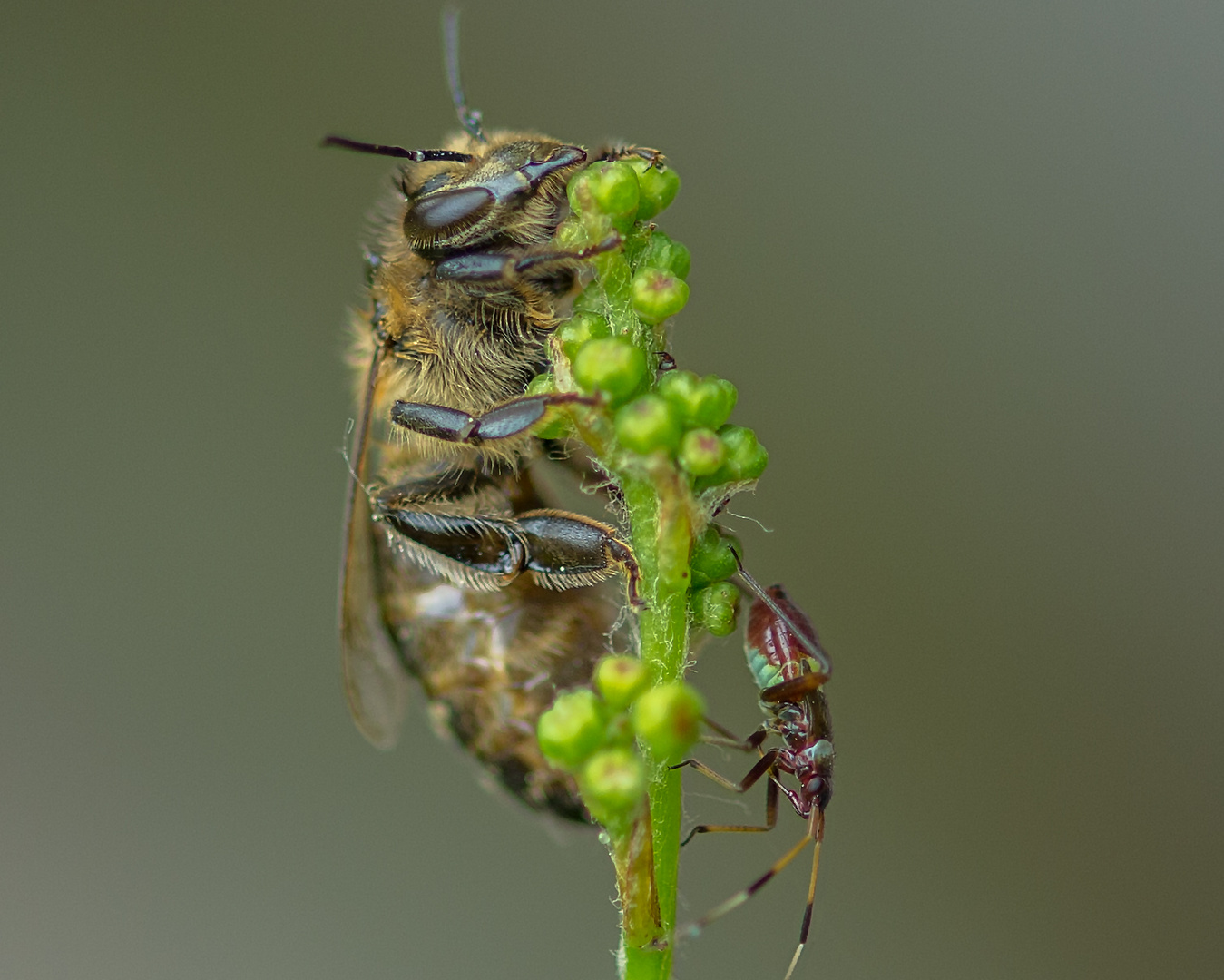 Bienen Begegnung 