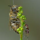 Bienen Begegnung 