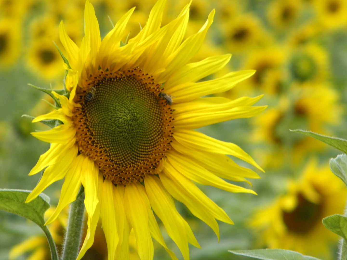 Bienen bei der Arbeit