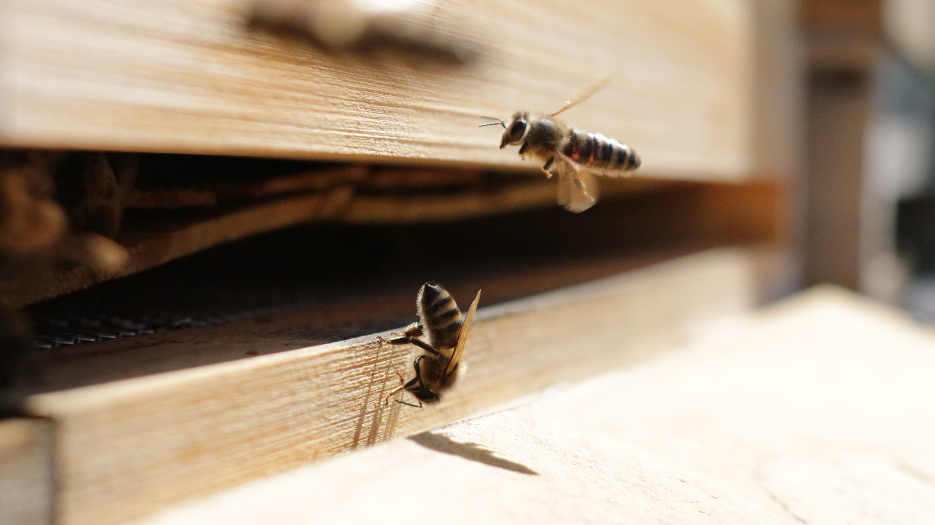 Bienen bei der Arbeit