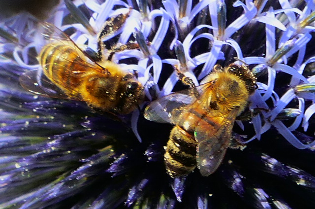 Bienen bei der  Arbeit