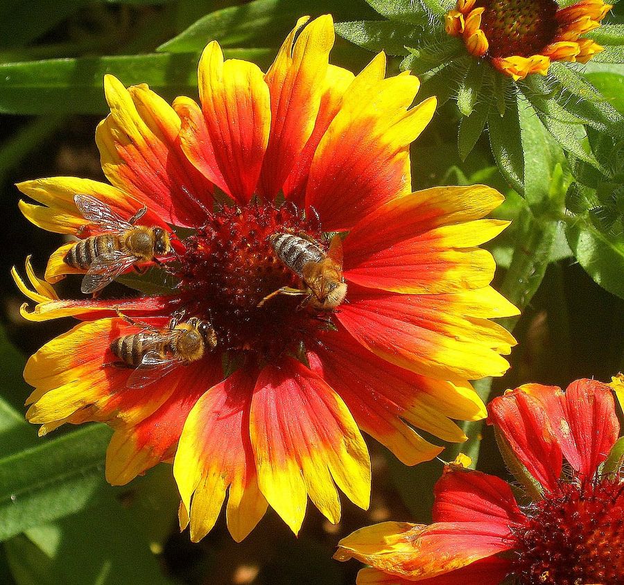 Bienen bei der Arbeit