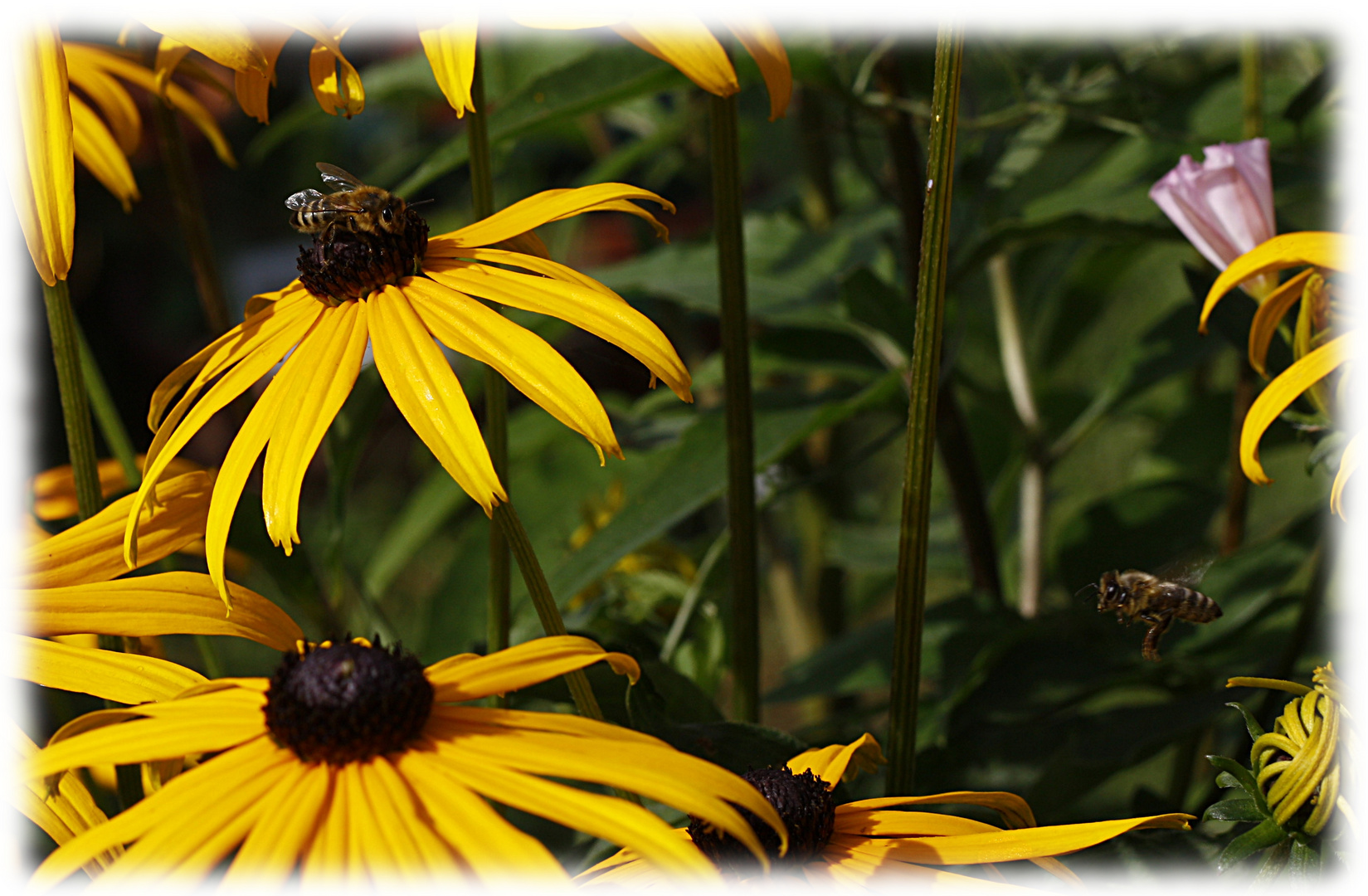 Bienen bei der Arbeit