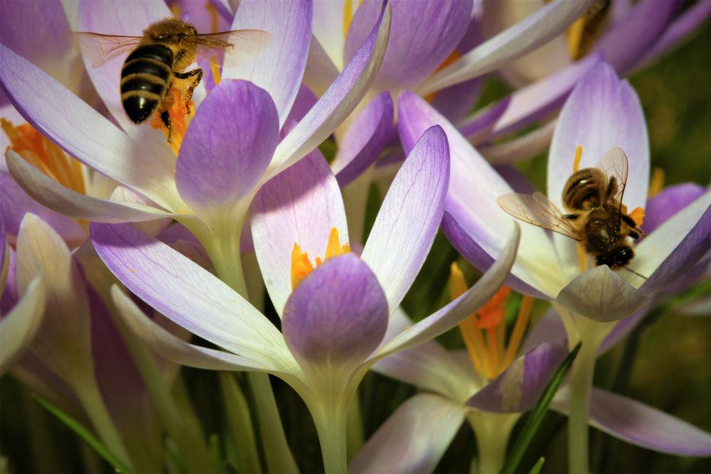 Bienen bei der Arbeit