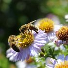 Bienen bei der Arbeit...