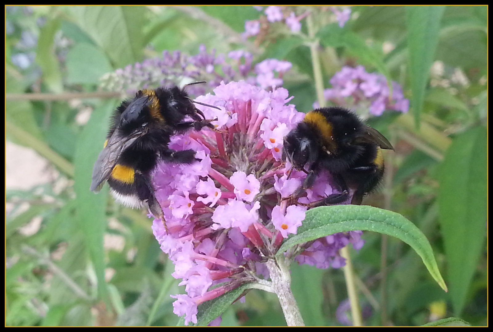 Bienen bei der Arbeit