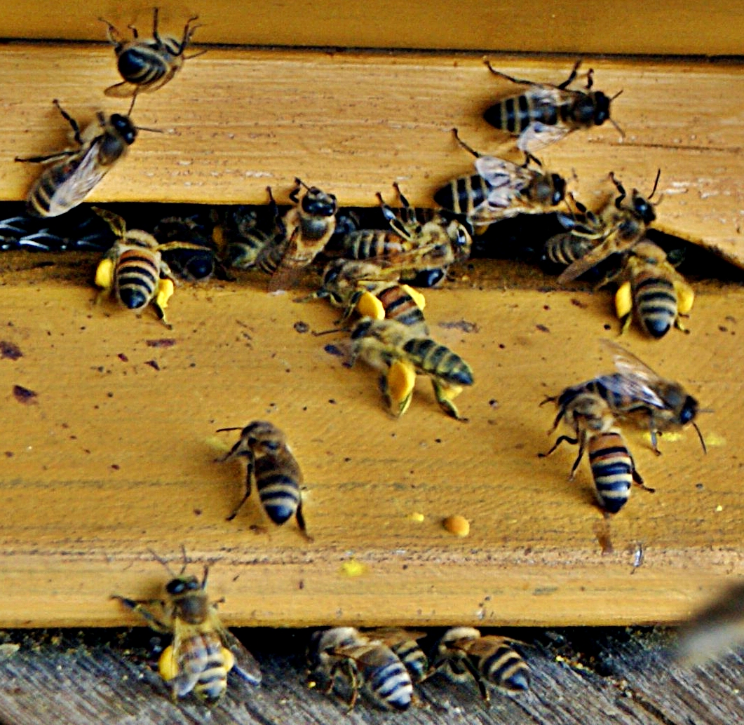 Bienen bei der Arbeit ;-)