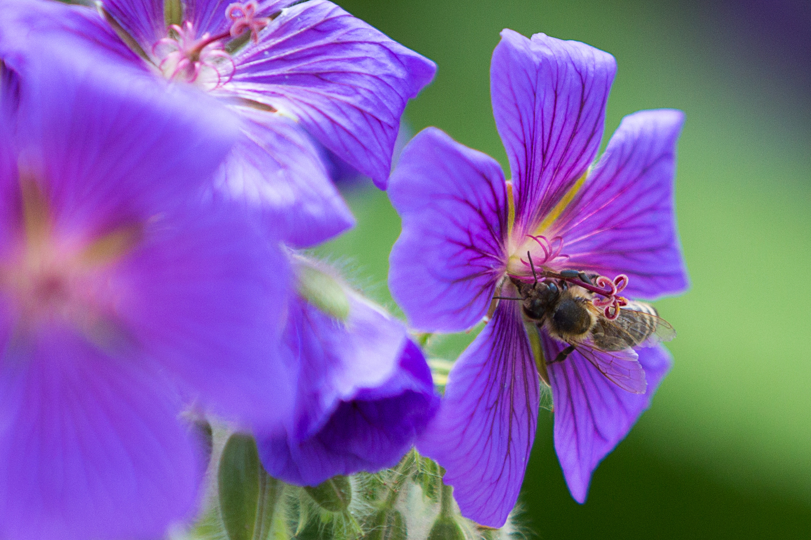 Bienen bei der Arbeit