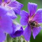 Bienen bei der Arbeit