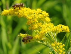 Bienen bei der Arbeit