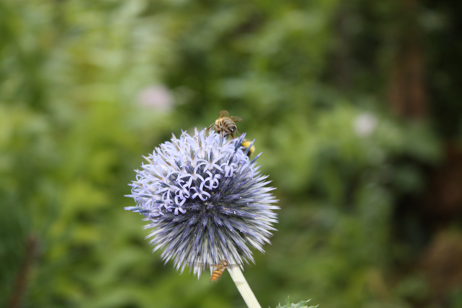 Bienen bei der Arbeit