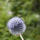 Bienen bei der Arbeit