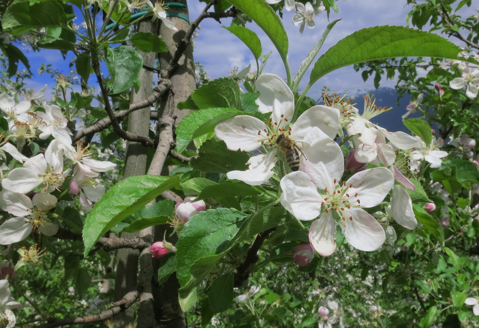 Bienen bei der Arbeit