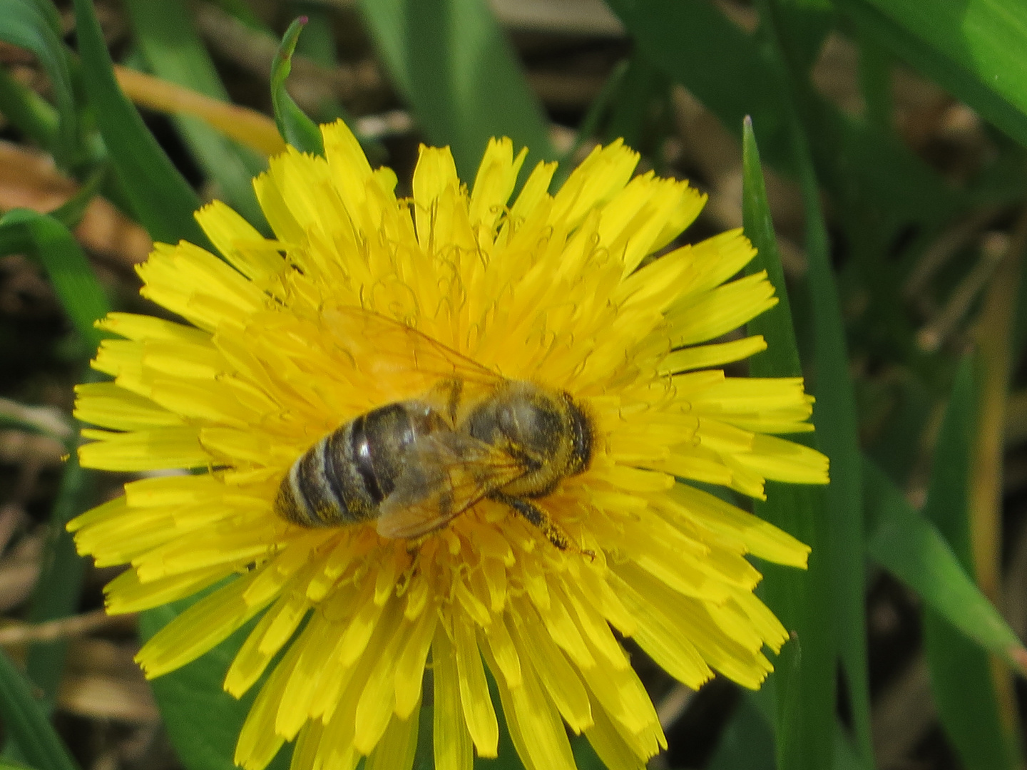 Bienen bei der Arbeit