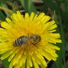 Bienen bei der Arbeit