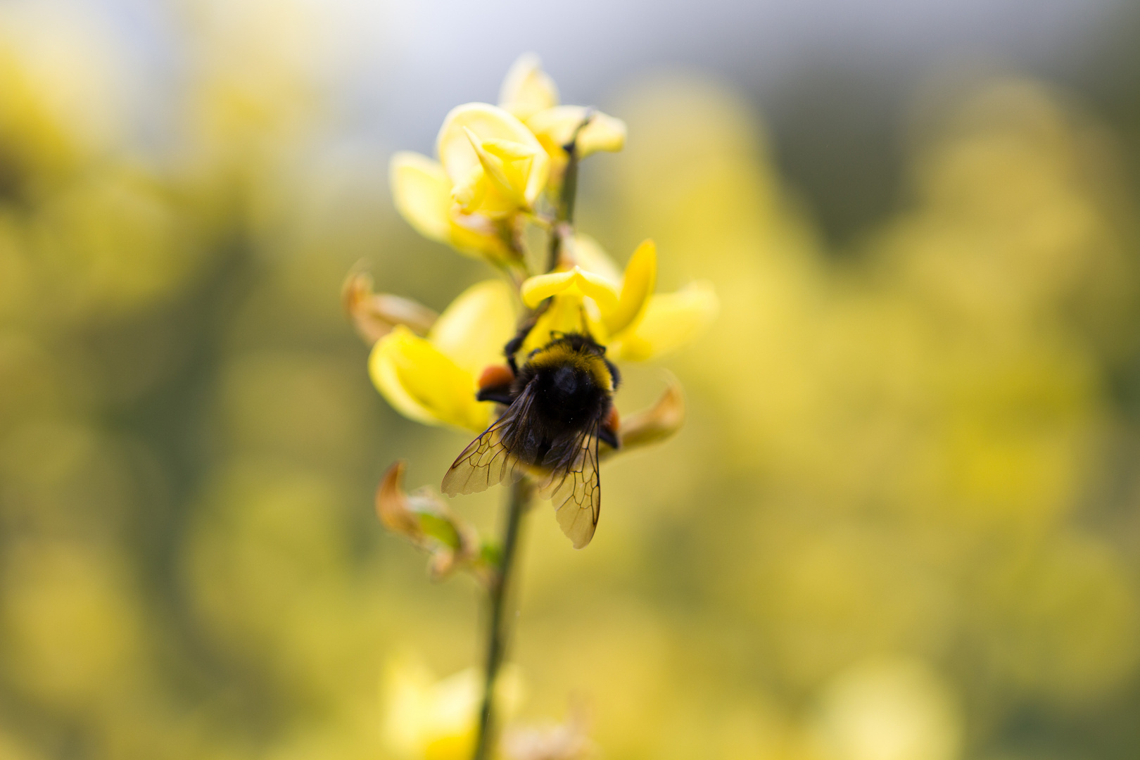 Bienen bei der Arbeit