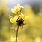 Bienen bei der Arbeit