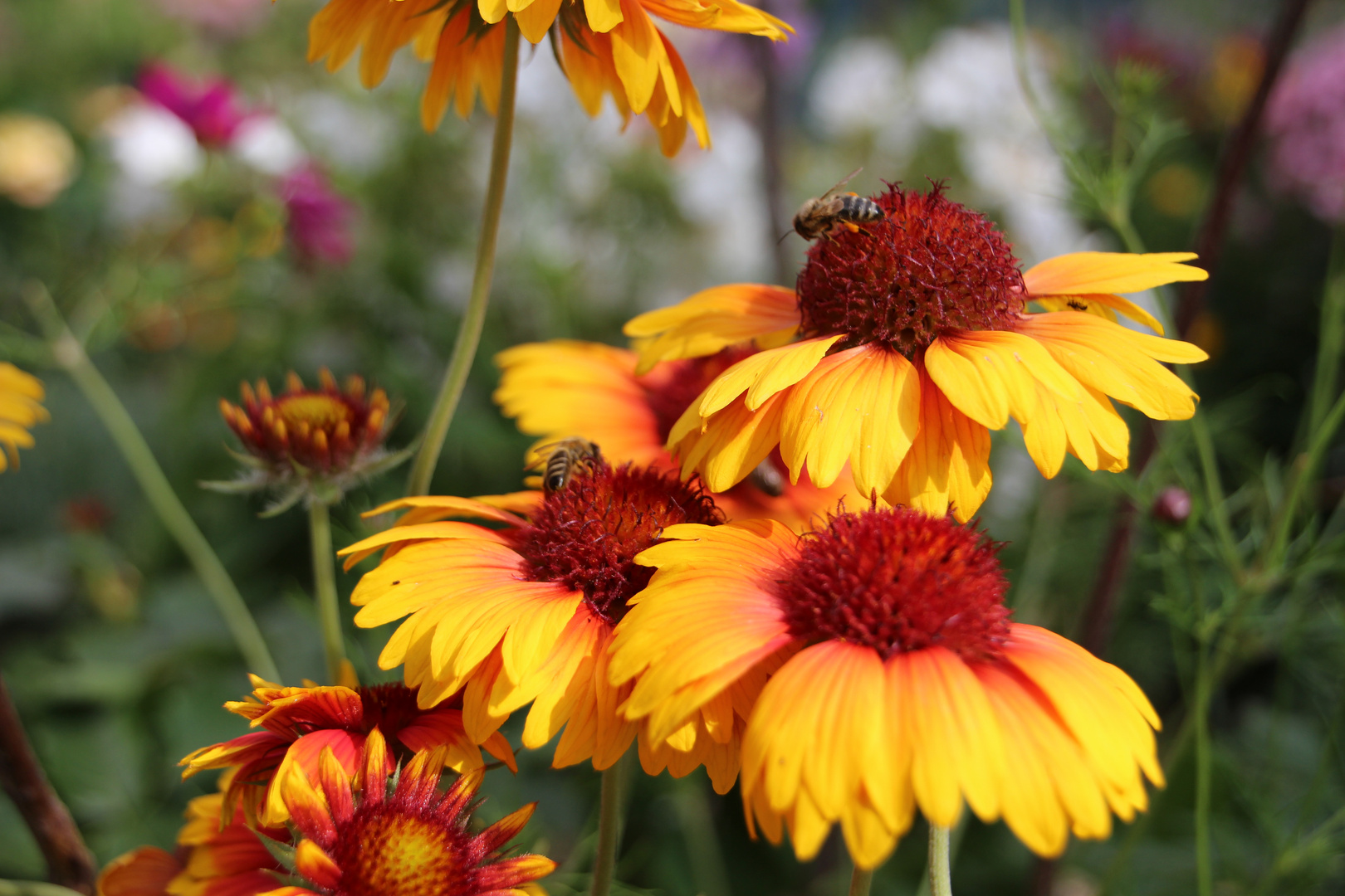 Bienen bei der Arbeit