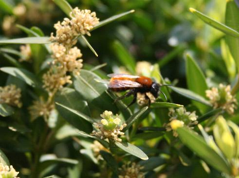 Bienen bei der Arbeit