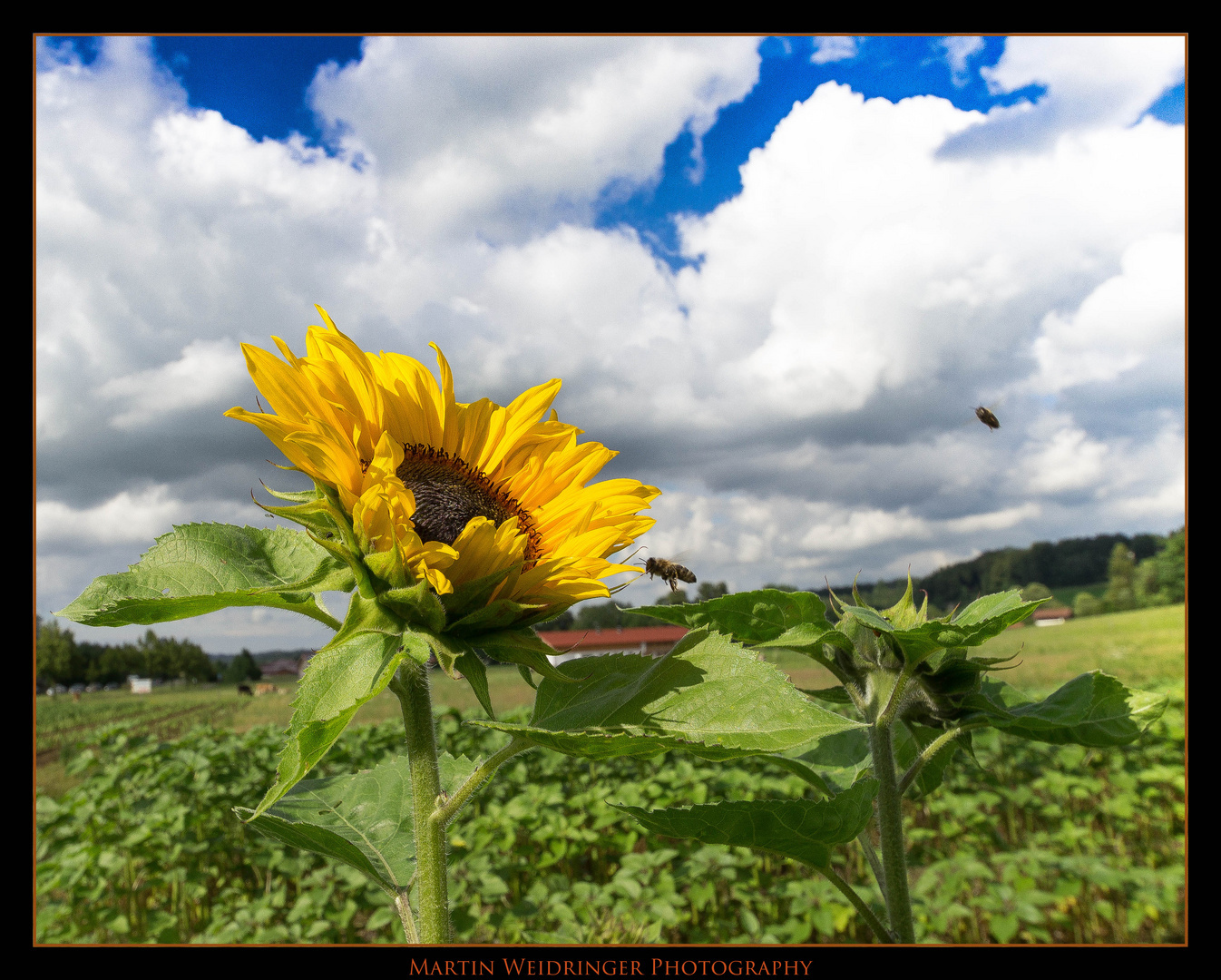 Bienen bei der Arbeit