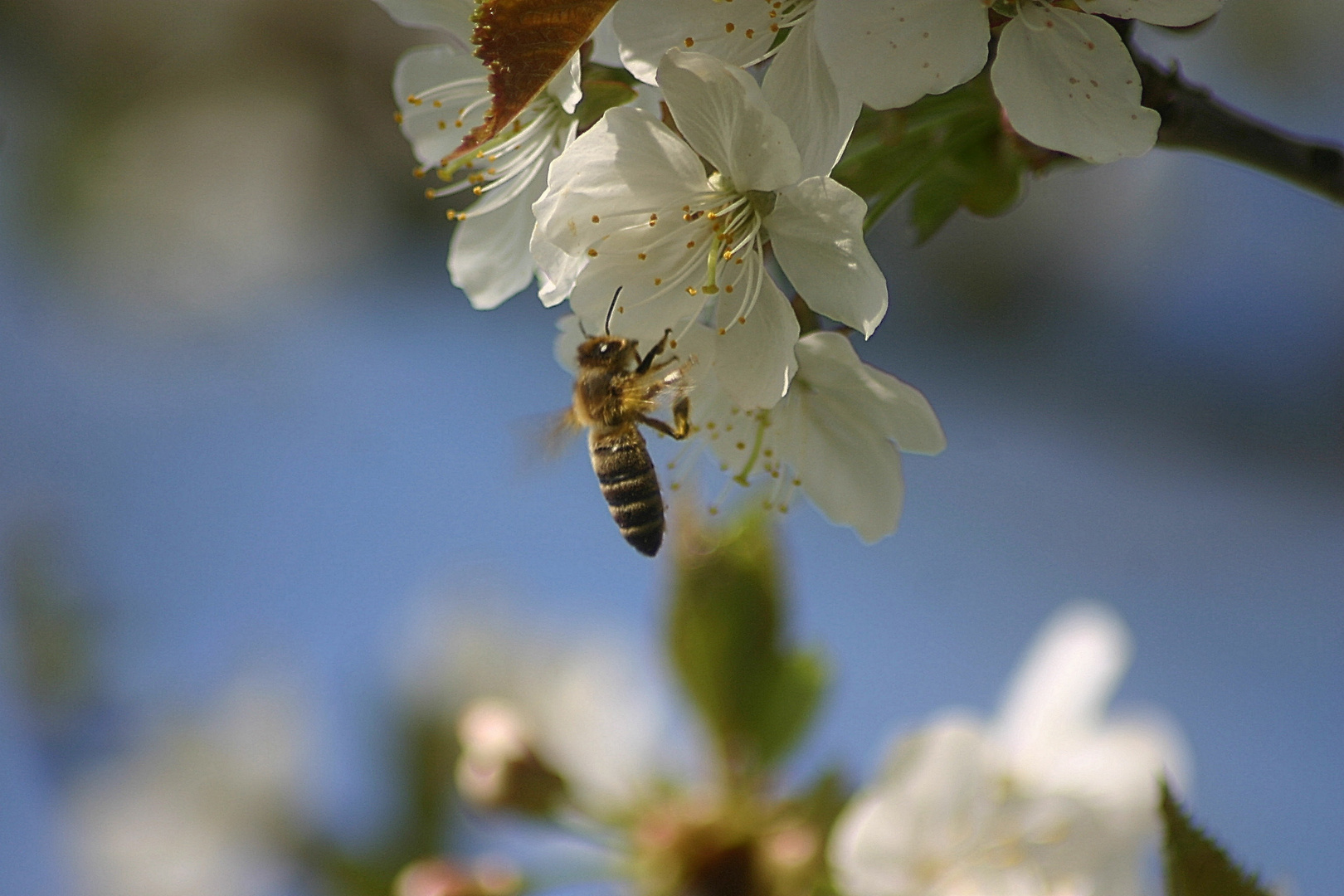 Bienen bei der Arbeit