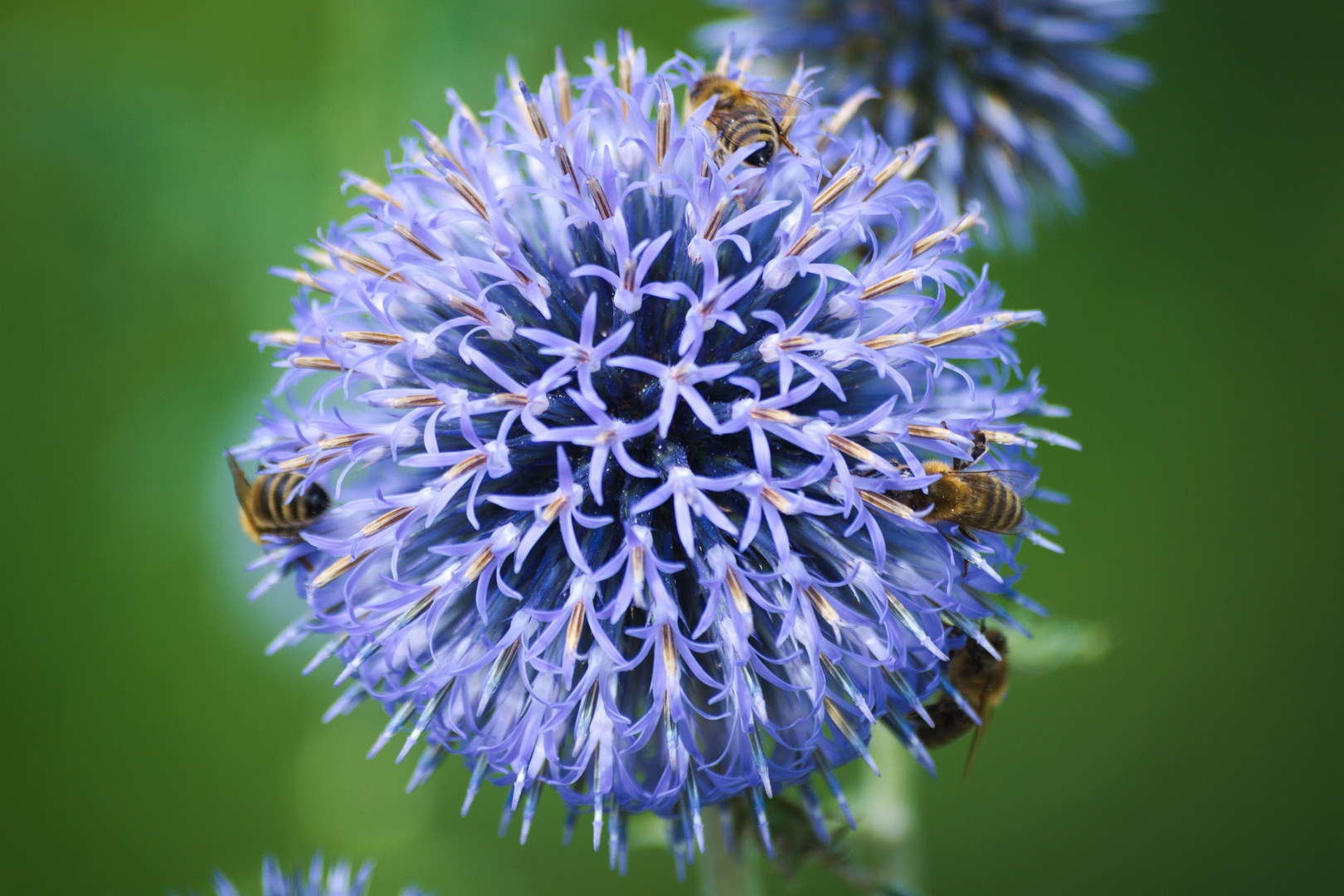 Bienen bei der Arbeit im Kreislehrgarten Steinfurt