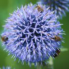 Bienen bei der Arbeit im Kreislehrgarten Steinfurt