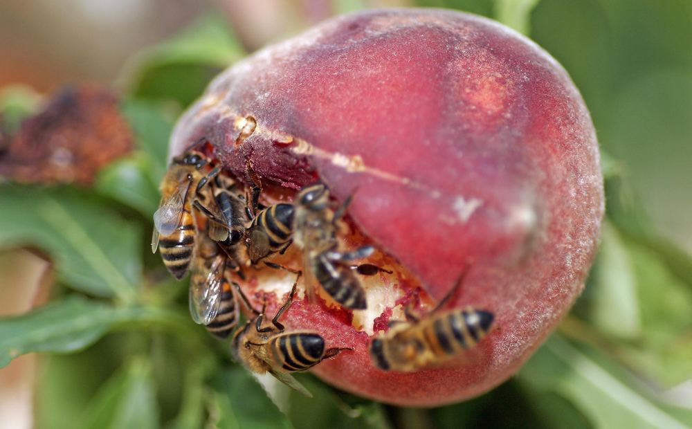 Bienen bei der Pfirsichernte