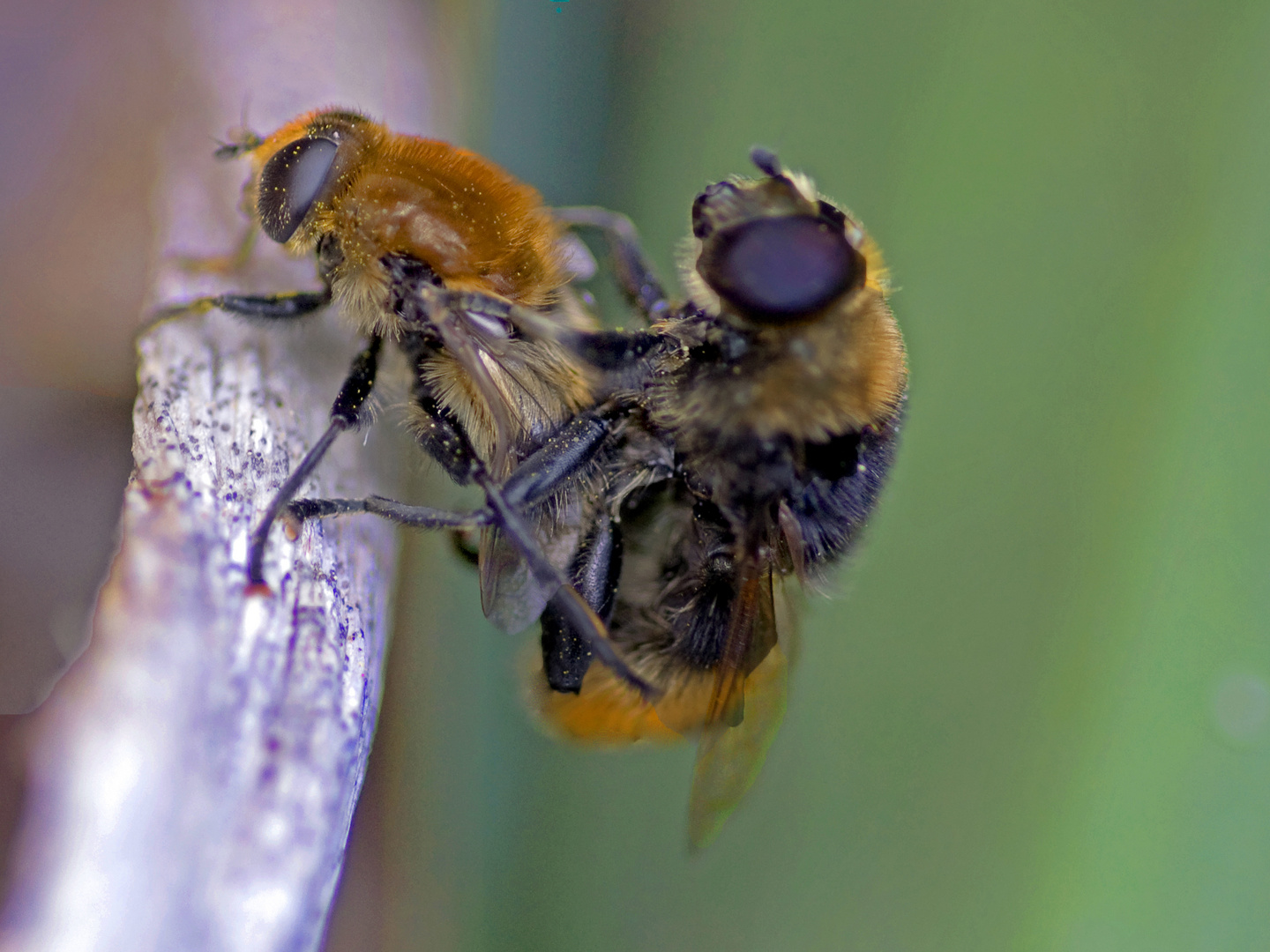 Bienen bei Paarung