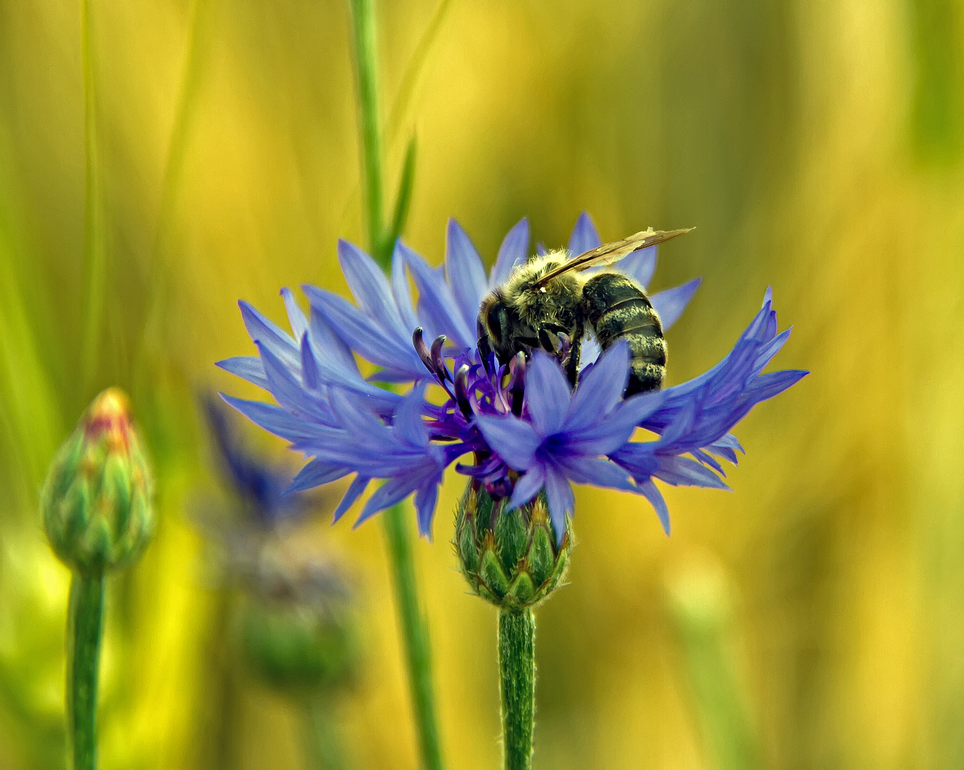 Bienen bei Sammeln